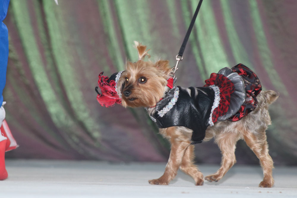 Pet Masquerade 2018 photo - Duval Street, Key West